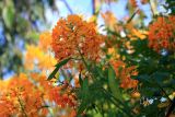 Caesalpinia pulcherrima