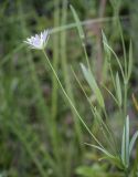 Stellaria palustris. Верхушка цветущего растения. Владимирская обл., Александровский р-н, окр. с. Старая Слобода, разнотравный луг. 11.06.2022.