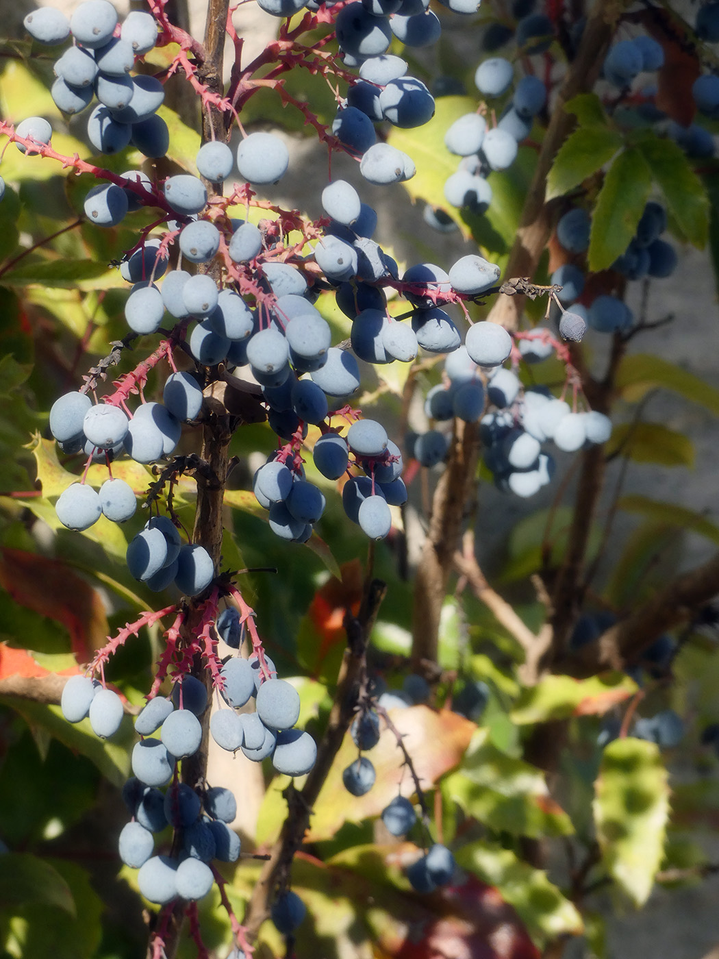 Image of Mahonia aquifolium specimen.