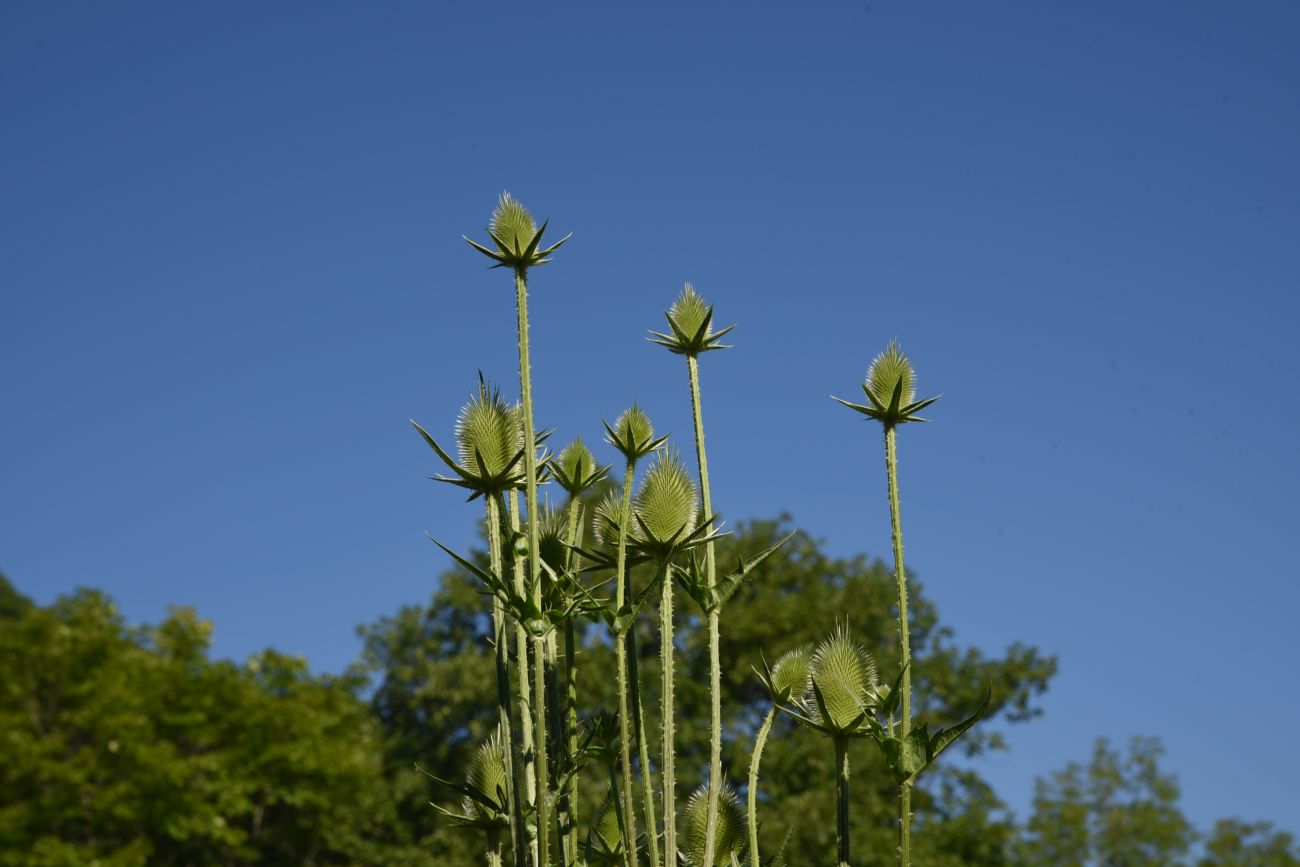 Изображение особи Dipsacus laciniatus.