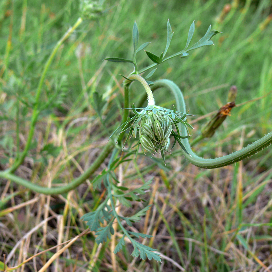 Image of Daucus carota specimen.