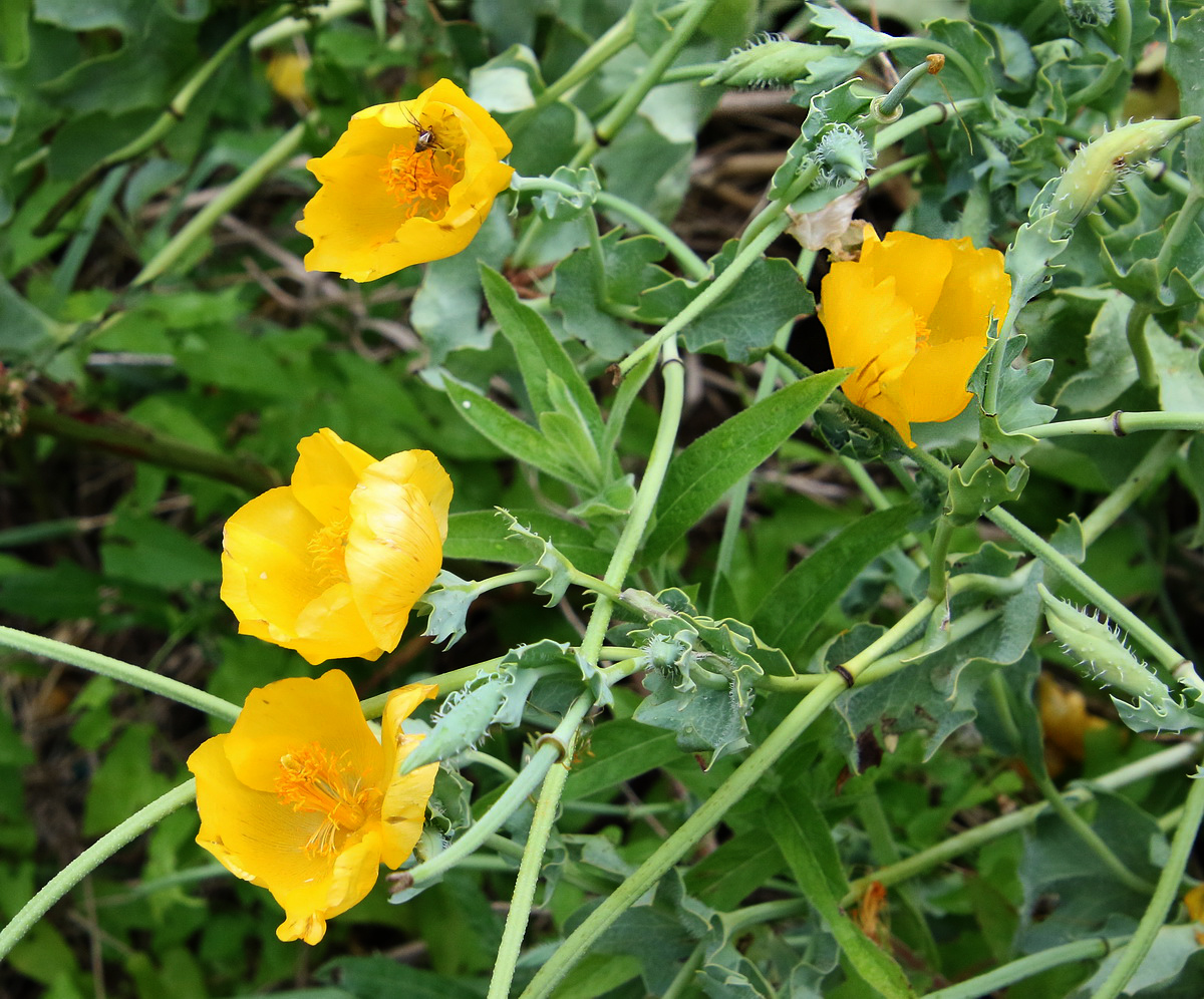 Изображение особи Glaucium flavum.