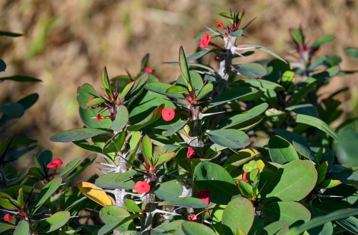 Image of Euphorbia splendens specimen.