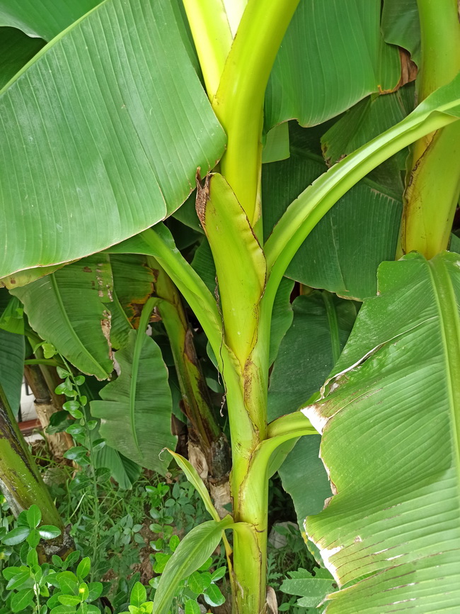 Image of Musa basjoo specimen.