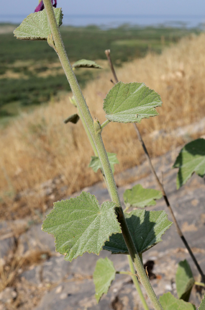 Image of Alcea rhyticarpa specimen.