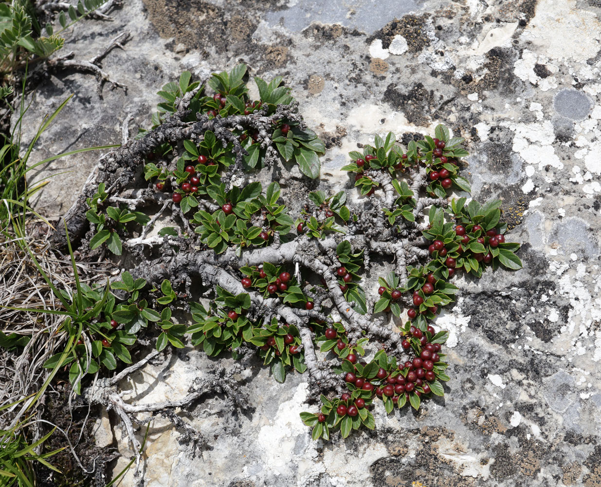 Image of Rhamnus depressa specimen.