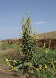 Verbascum phlomoides. Цветущее растение. Крым, Тарханкутский п-ов, балка Большой Кастель, дно балки с рудеральной растительностью. 14 июля 2023 г.