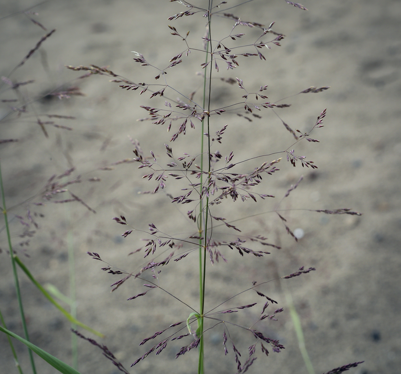 Image of familia Poaceae specimen.