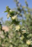 Salsola pontica