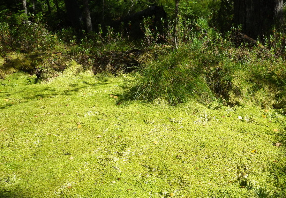 Image of Sphagnum riparium specimen.