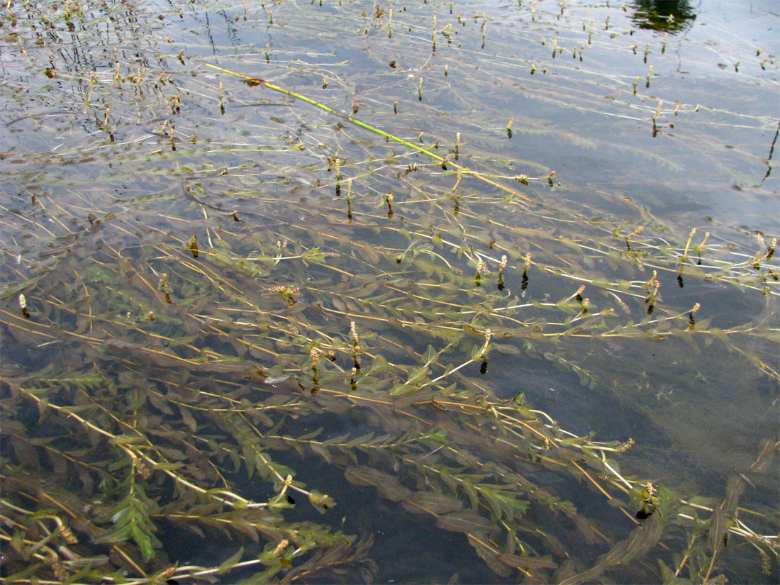 Изображение особи Potamogeton perfoliatus.