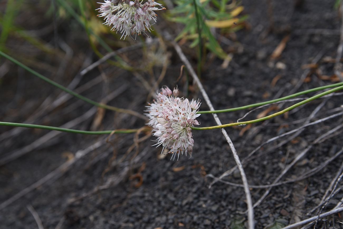 Image of Allium saxatile specimen.