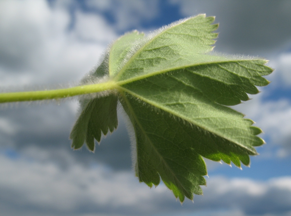 Изображение особи Alchemilla glaucescens.