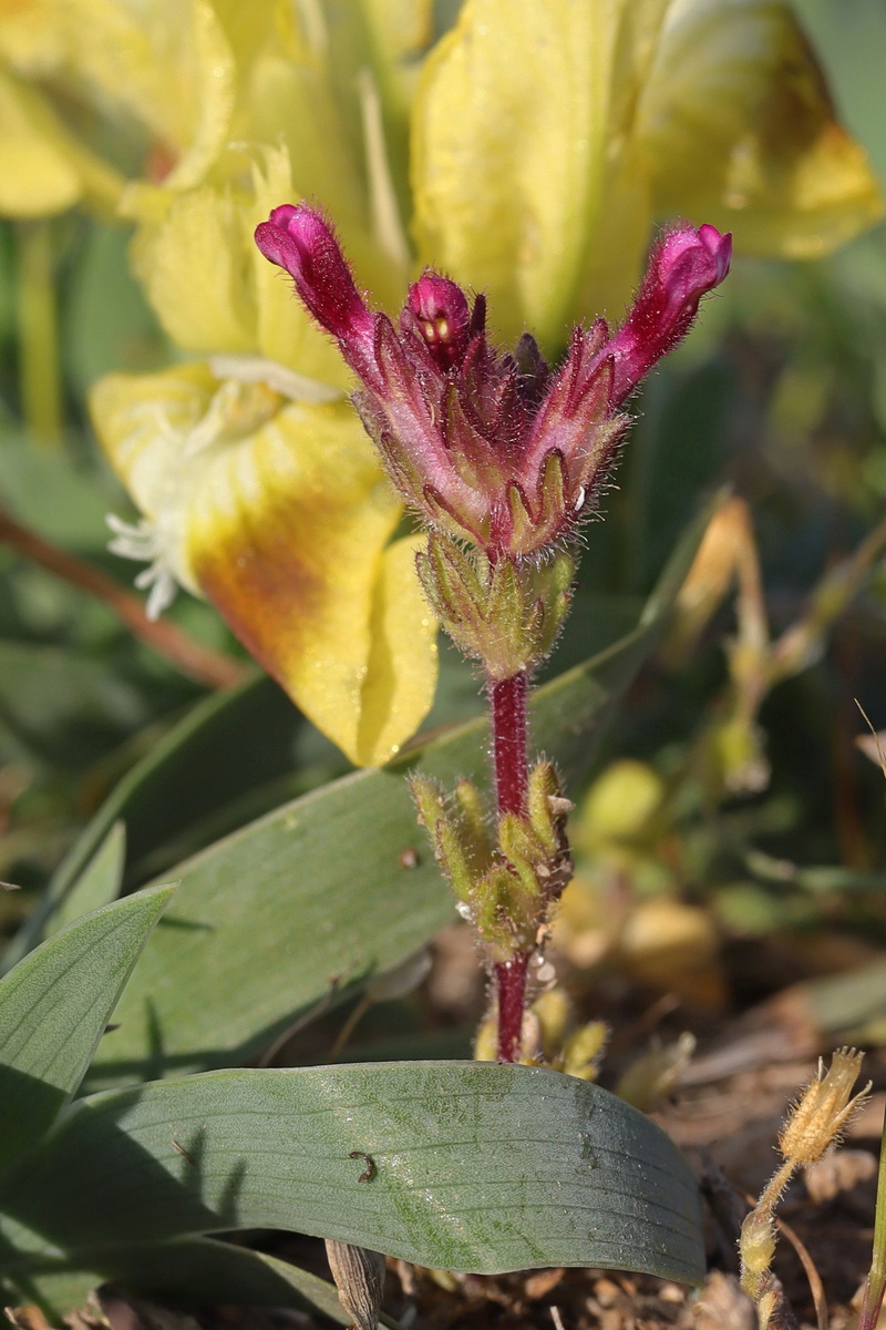 Image of Parentucellia latifolia specimen.