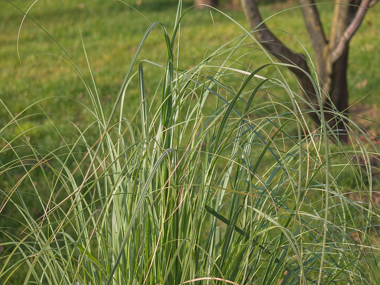 Изображение особи род Carex.