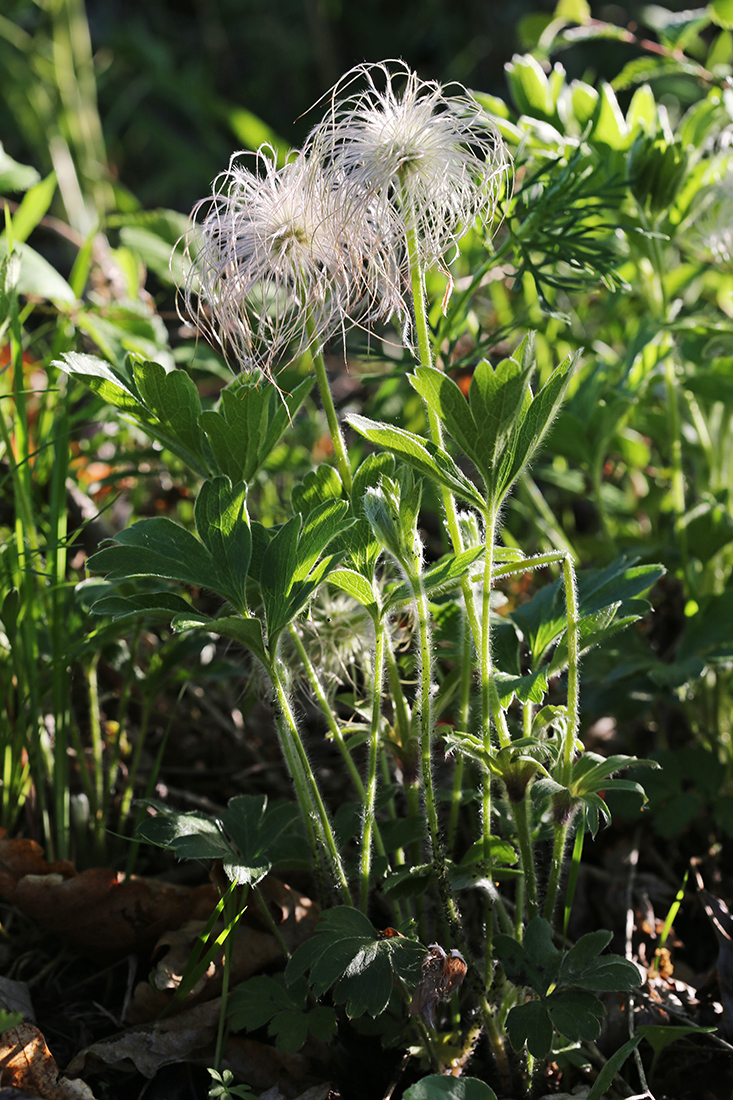 Image of Pulsatilla chinensis specimen.