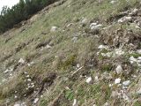 Soldanella alpina. Местообитание - петрофильный кальцефильный пустошный субальпийский луг. Восточные Альпы, окрестности г. Инсбрук, гора Hafelekarspitze, около 1800 м н.у.м. 06.05.2010.