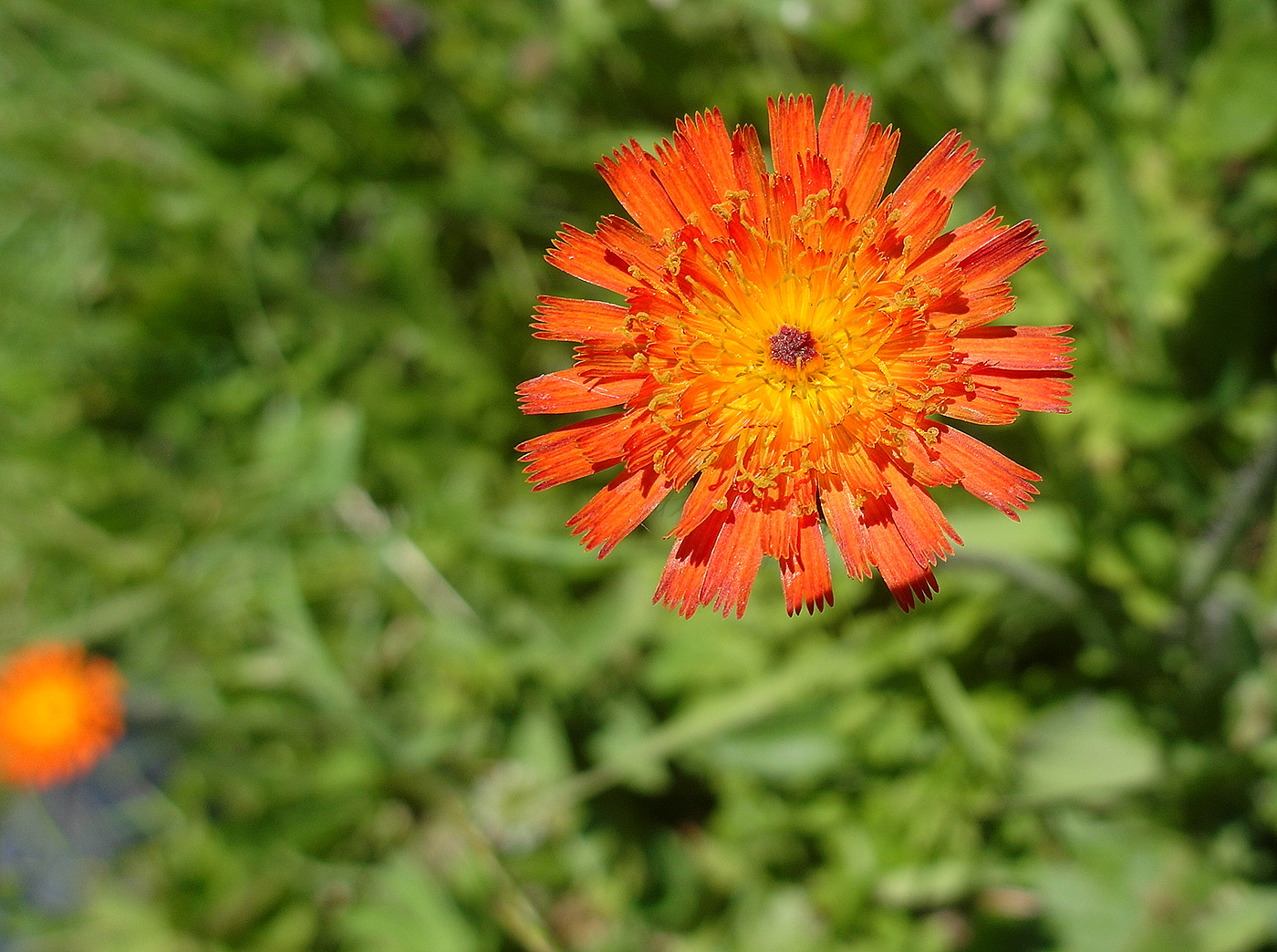 Image of Pilosella aurantiaca specimen.