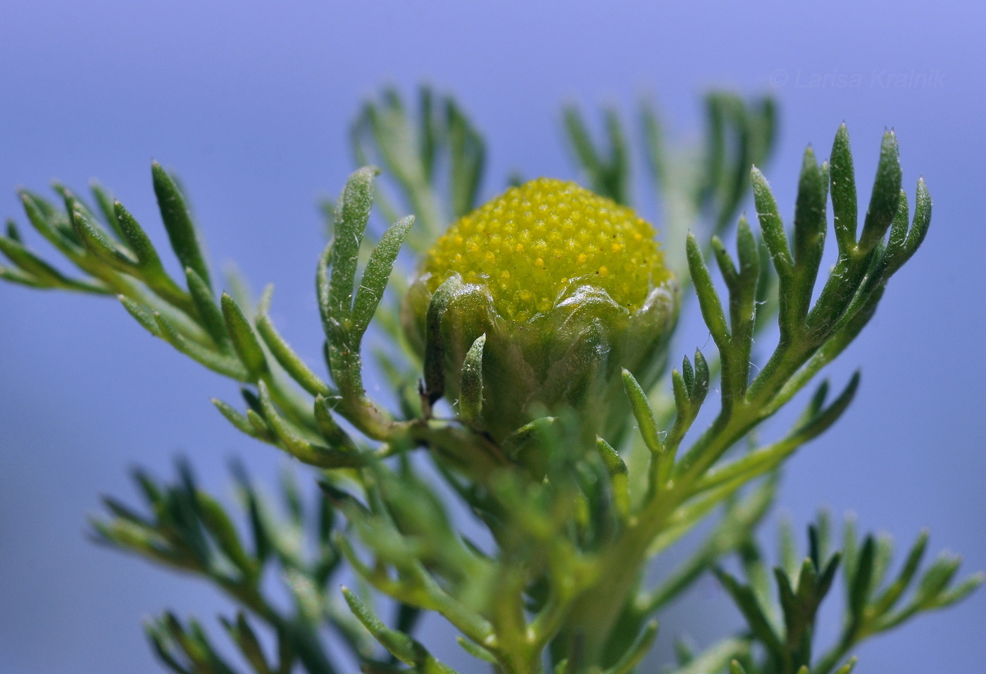 Image of Matricaria discoidea specimen.