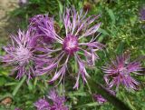 Centaurea jacea