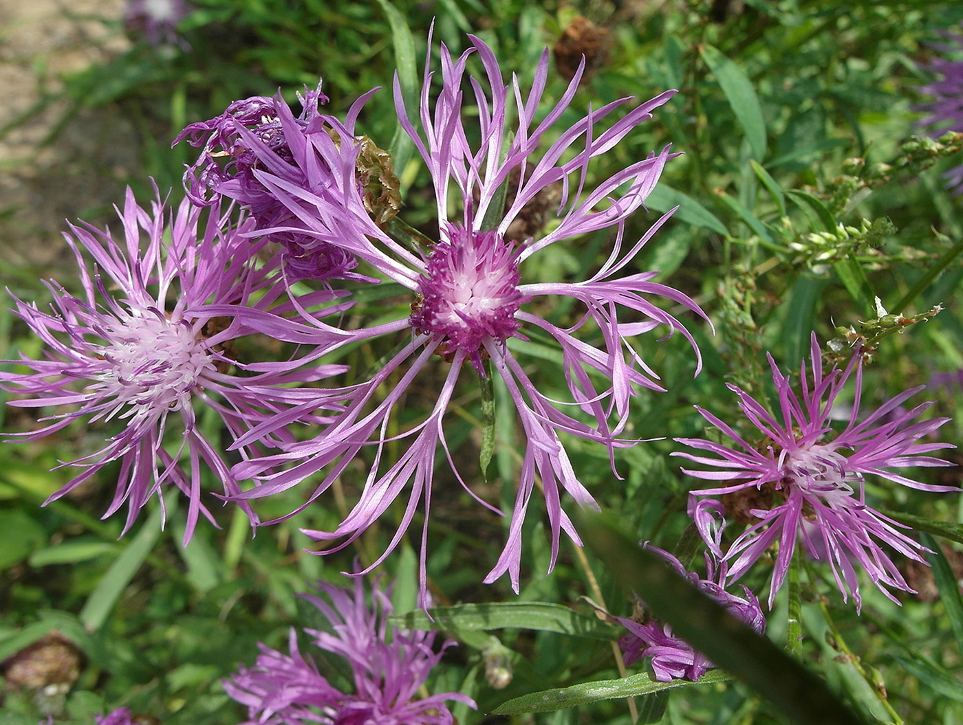 Image of Centaurea jacea specimen.