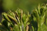 Crataegus pinnatifida. Часть развивающегося соцветия. Приморский край, Уссурийский гор. округ, окр. с. Монакино, берег ручья. 15.05.2022.