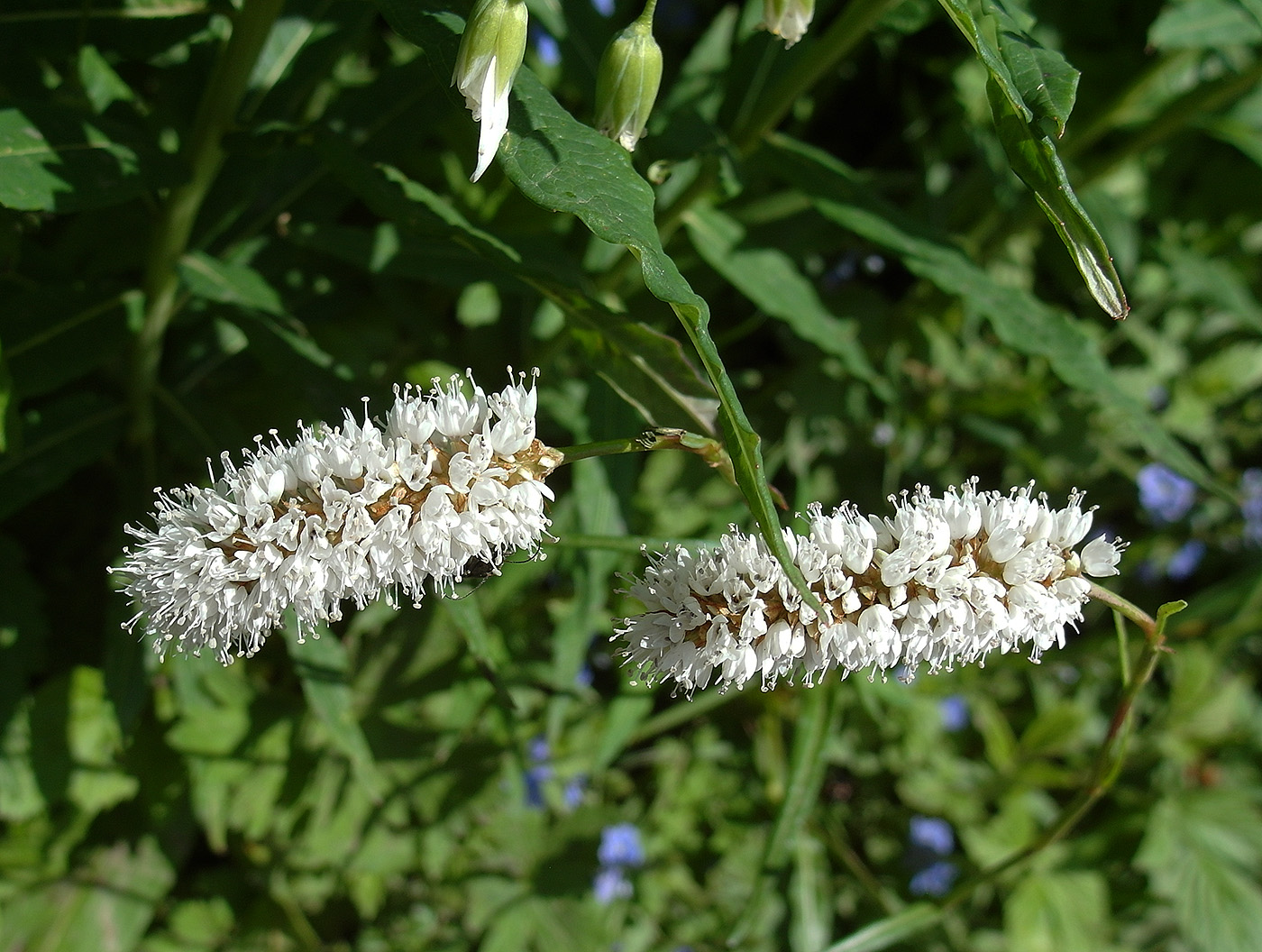 Изображение особи Bistorta elliptica.