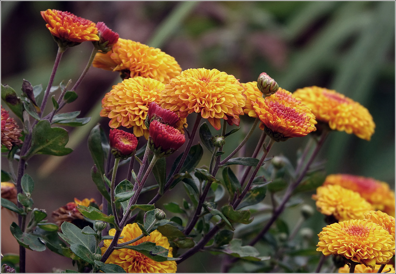 Изображение особи род Chrysanthemum.