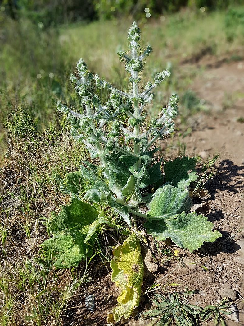 Image of Salvia aethiopis specimen.