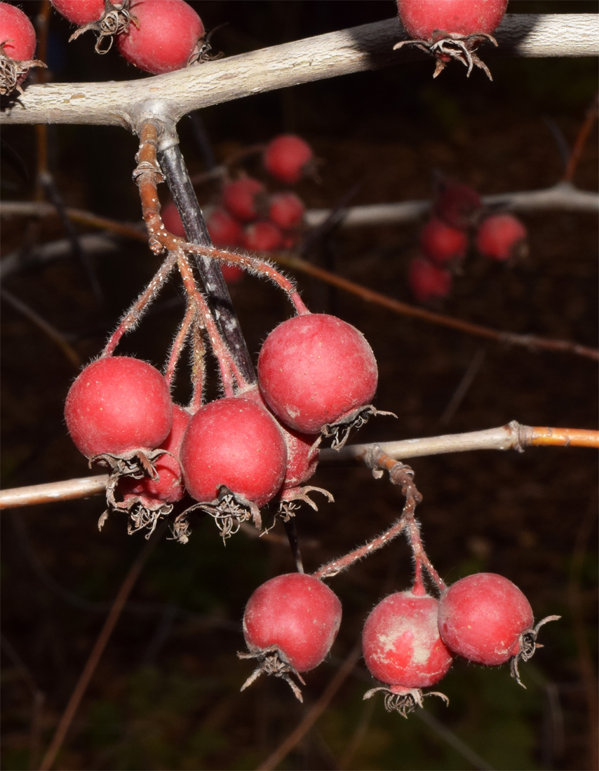 Изображение особи род Crataegus.