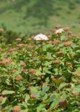 Spiraea beauverdiana. Часть кроны отцветающего растения с мухой на соцветии. Камчатский край, Елизовский р-н, склон горы Летняя Поперечная, цирк Большая Чаша, кустарничковая тундра. 04.08.2024.