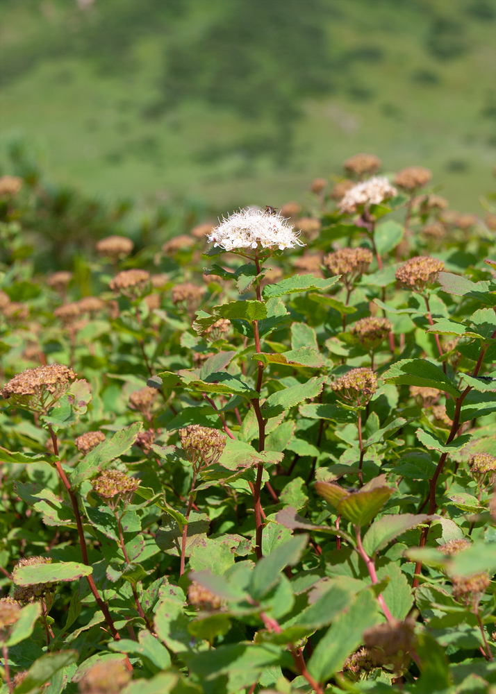 Изображение особи Spiraea beauverdiana.