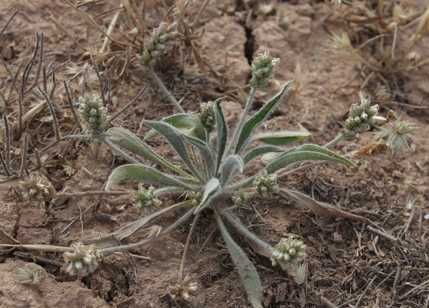 Image of Plantago dubia specimen.