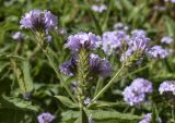 Verbena rigida