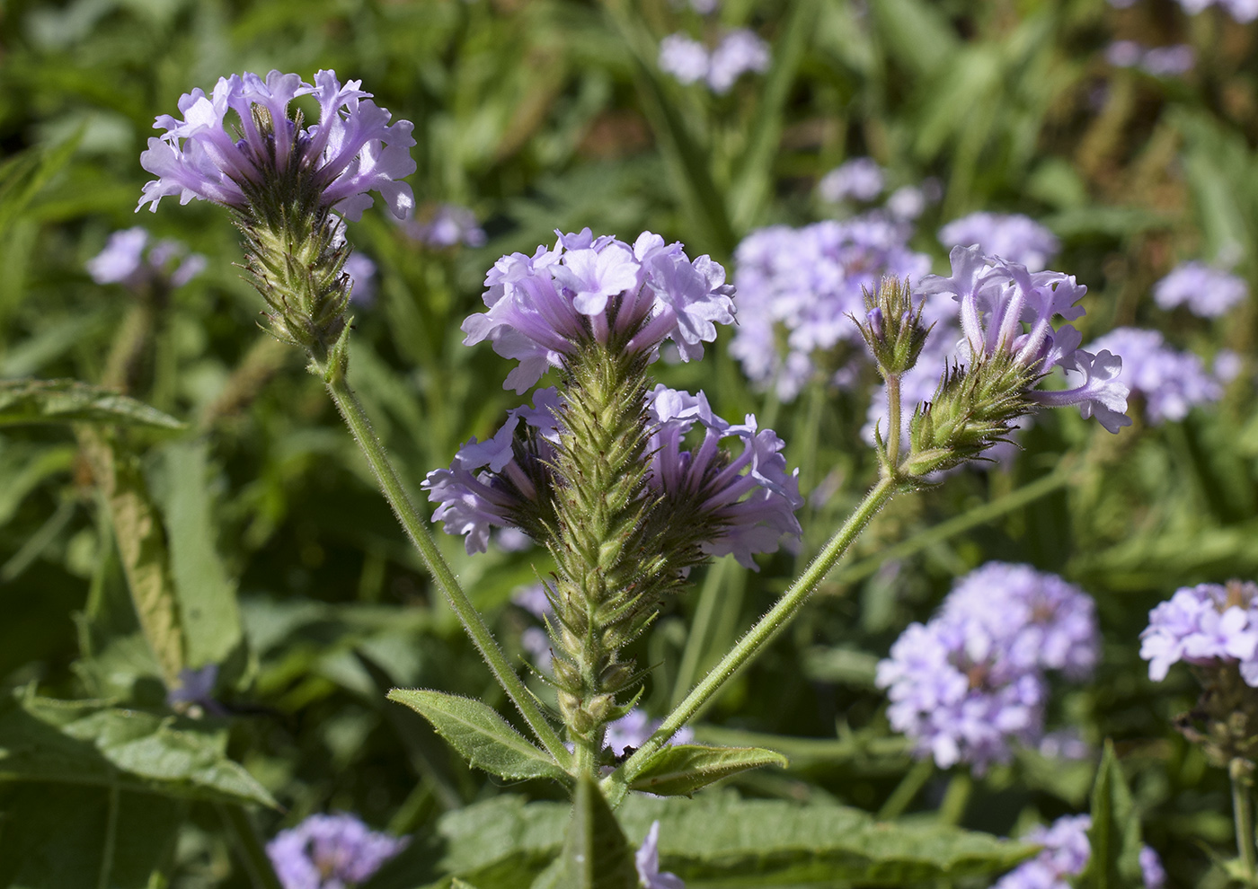 Изображение особи Verbena rigida.