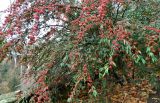 Cotoneaster salicifolius