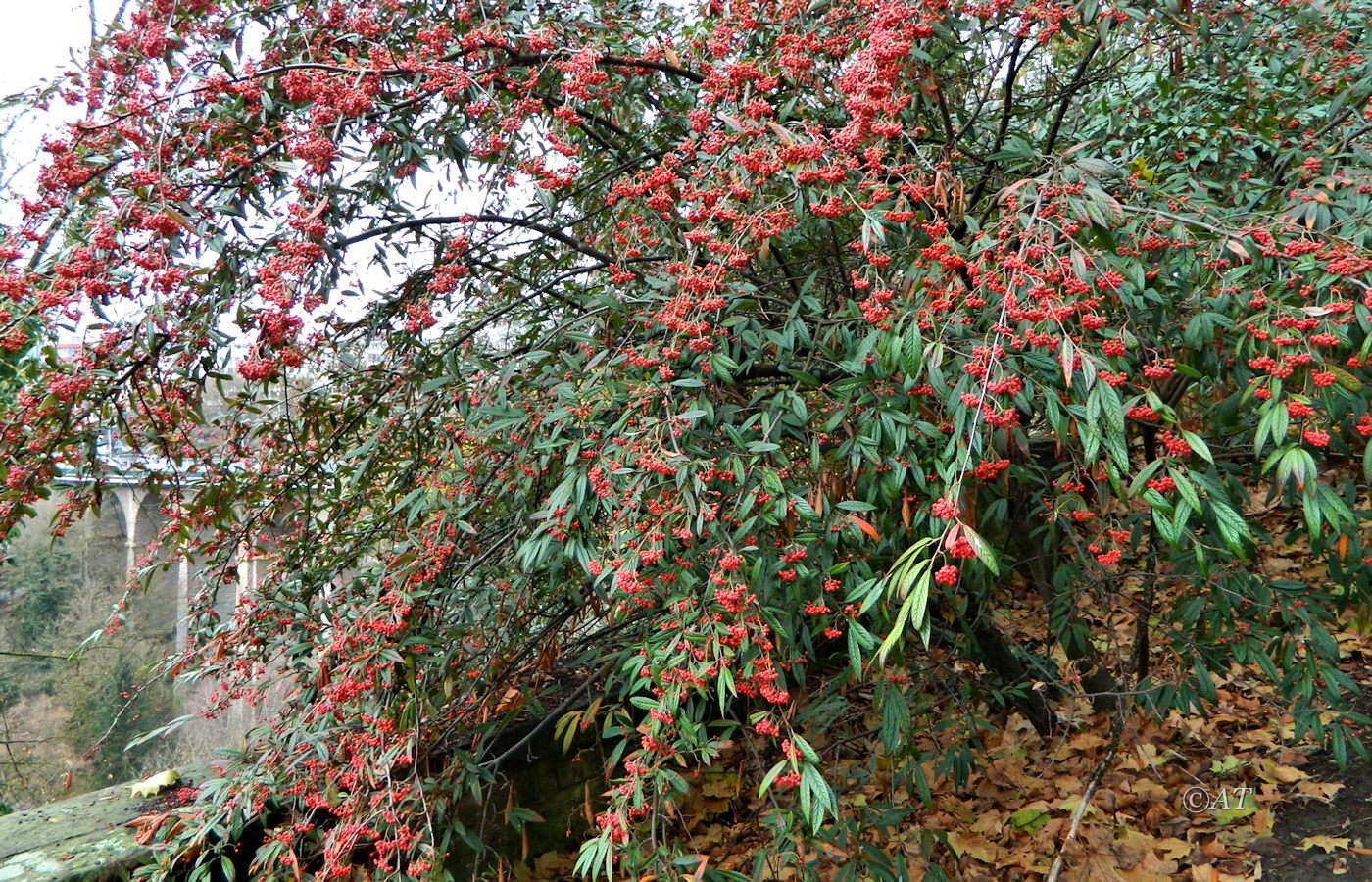 Изображение особи Cotoneaster salicifolius.