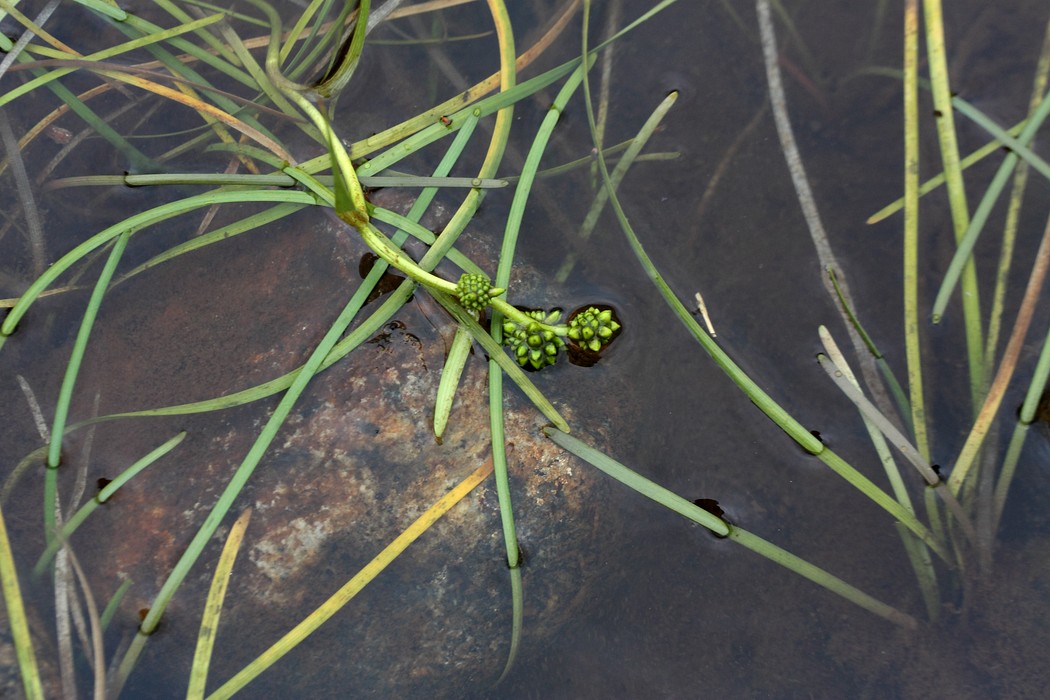 Image of Sparganium hyperboreum specimen.