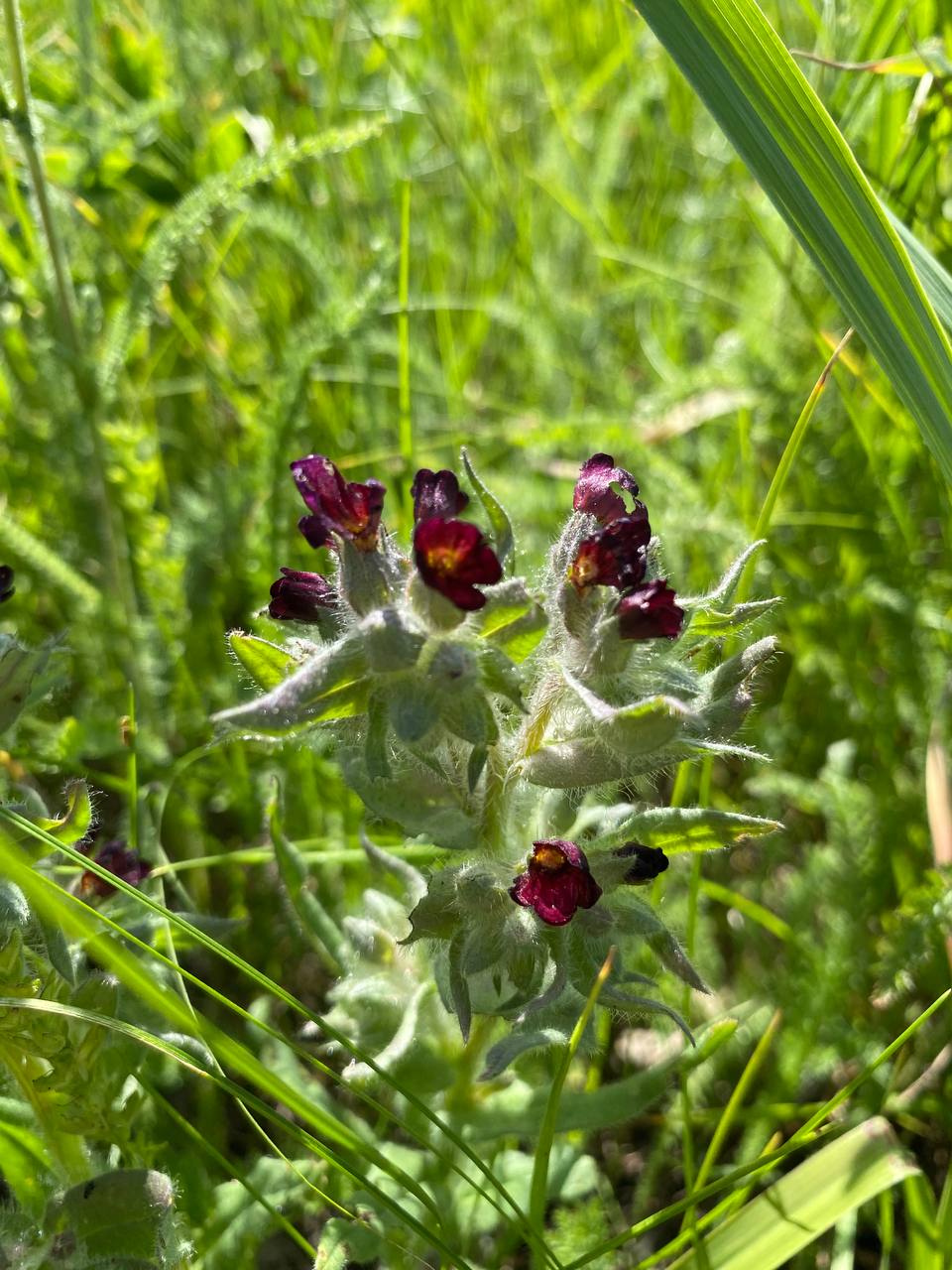 Image of genus Nonea specimen.