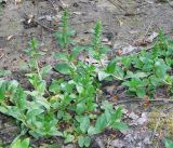 Veronica serpyllifolia