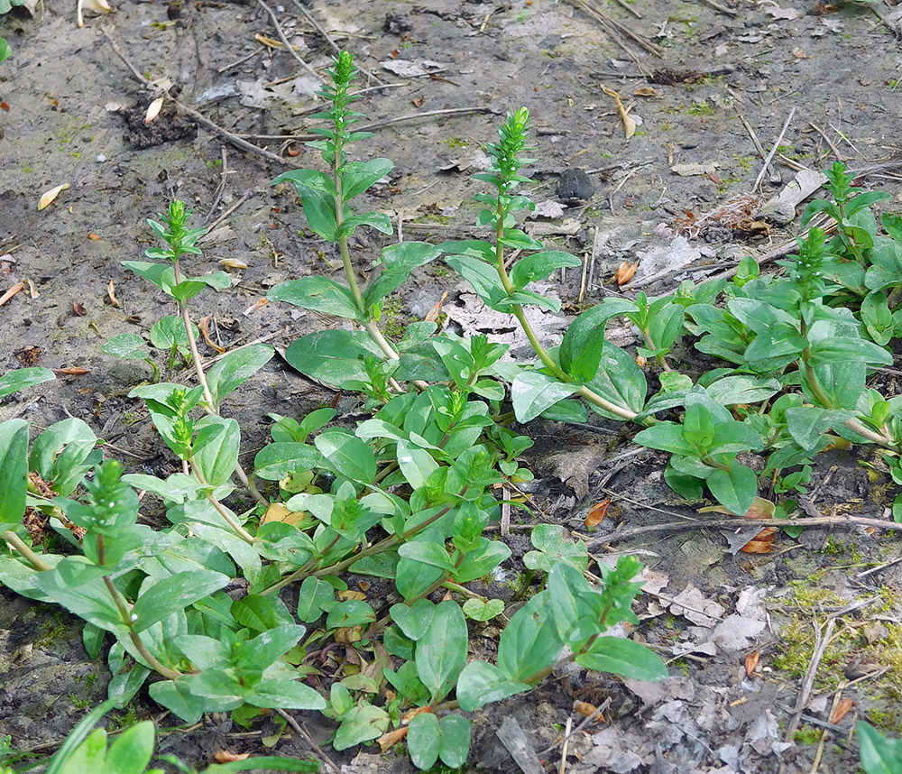 Изображение особи Veronica serpyllifolia.