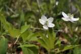 Anemone udensis. Верхушки цветущих растений. Приморский край, Шкотовский р-н, окр. с. Новонежино, широколиственный лес. 23.05.2022.
