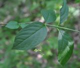 Euonymus latifolius. Побег с цветками. Республика Адыгея, Майкопский р-н, левый борт долины руч. Сюк рядом с переправой, широколиственный лес. 2 мая 2018 г.