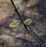 Смотреть изображение Salix caprea