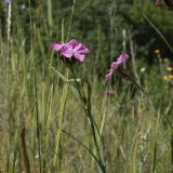 View full-size image genus Dianthus