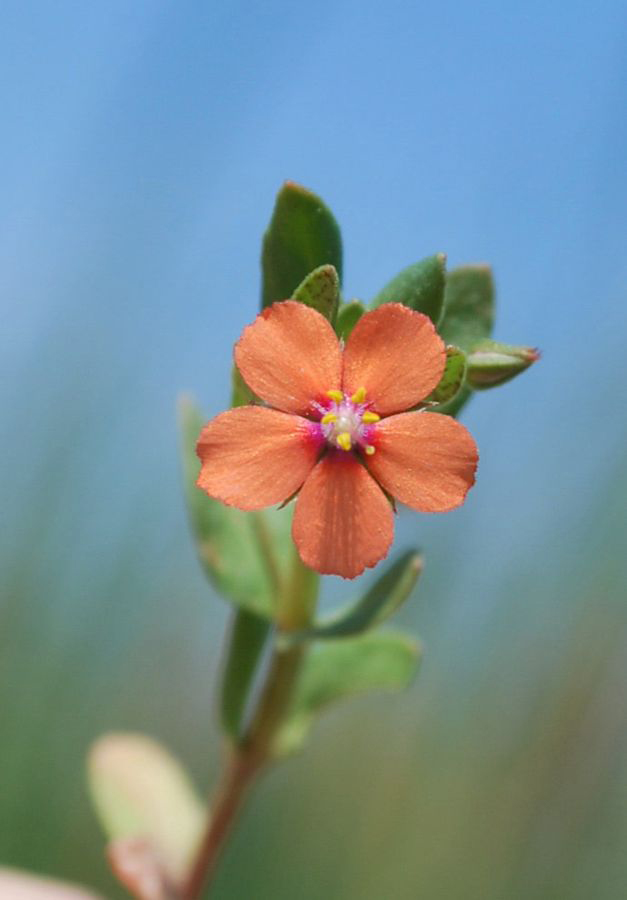 Изображение особи Anagallis arvensis.