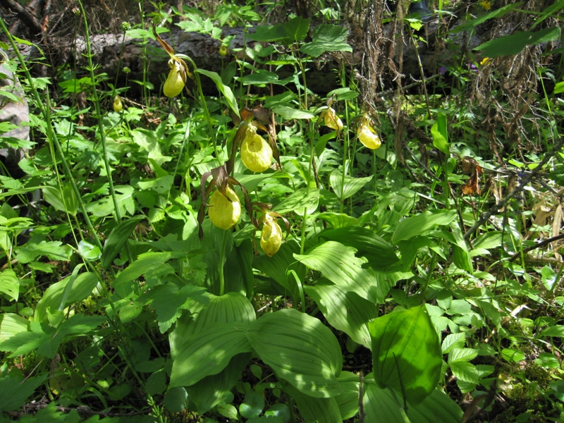 Image of Cypripedium calceolus specimen.