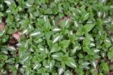 View full-size image Lamium maculatum