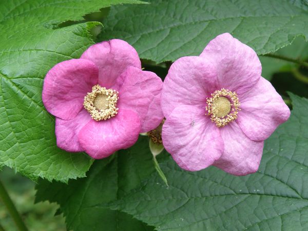 Image of Rubus odoratus specimen.