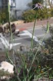 Tragopogon porrifolius подвид longirostris. Верхушка цветущего растения. Израиль, г. Кармиэль, газон. 15.02.2011.